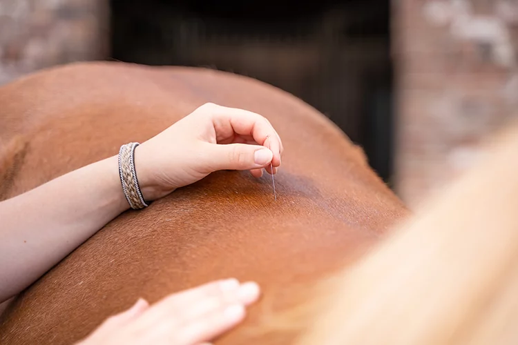 Ein Pferd mit Beschwerden wird mit Akkupunkturnadeln von Jacqueline Mattes behandelt.