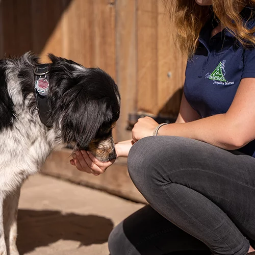 Tierheilpraktikerin Jacqueline Mattes behandelt einen kranken Hund mit homöopathischen Mitteln.
