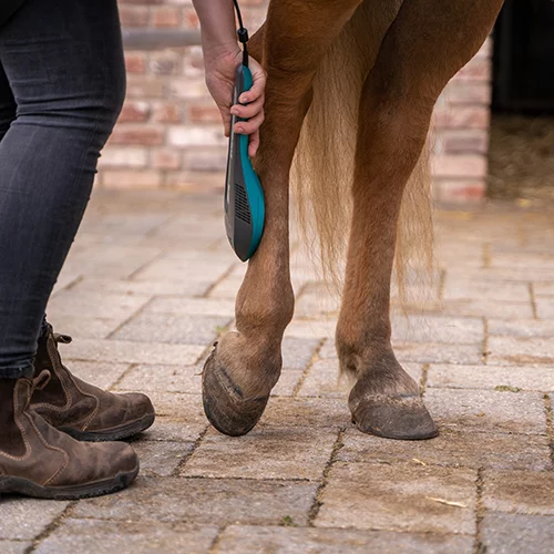 Jacqueline Mattes wendet bei einem Pferd in Nideggen Lasertherapie an.
