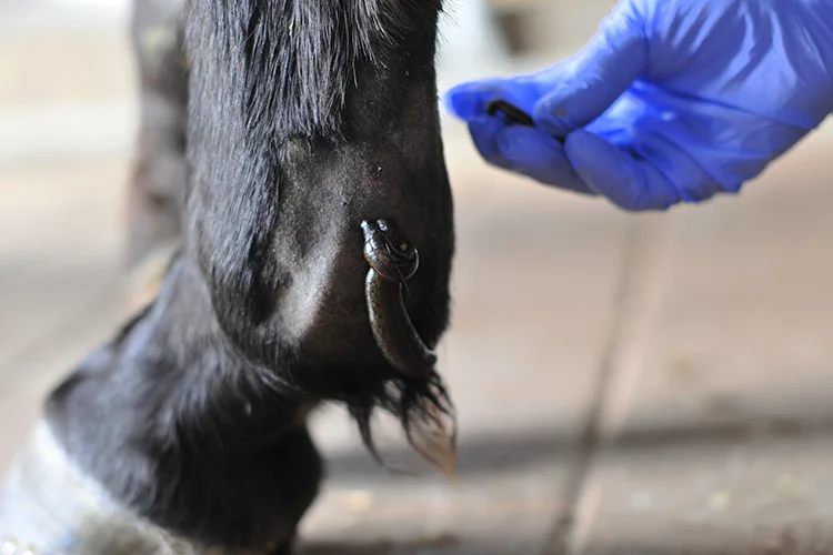 Bei einem Pferd in Düren werden Blutegel als Therapie eingesetzt.