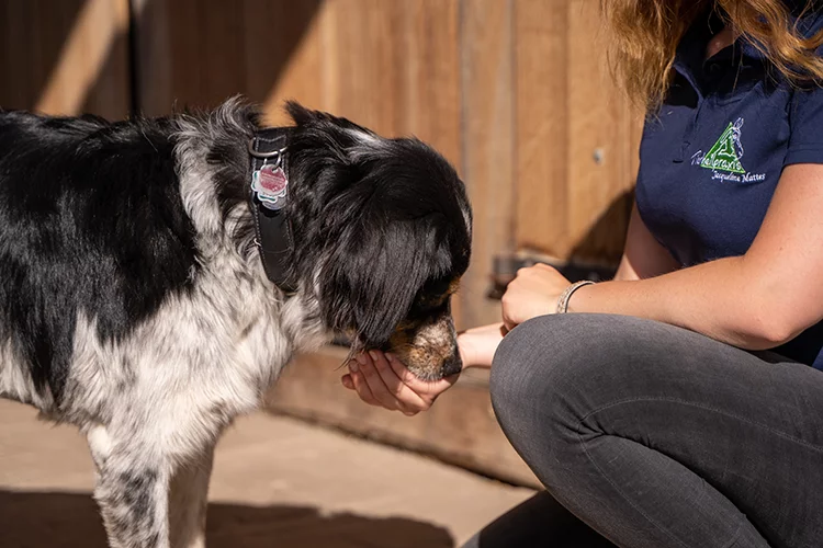 Hund erhält homöopatische Mittel gegen seine Beschwerden von Jacqueline Mattes.