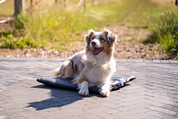 Hund mit Beschwerden liegt auf einer Magnetfelddecke in Nideggen-Wollersheim