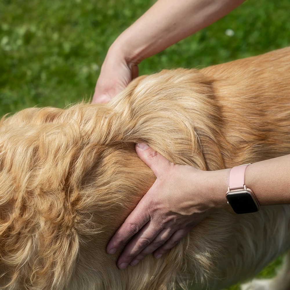 Tierheilpraktikerin Jacqueline Mattes behandelt einen Hund mit der Dorn-Therapie.