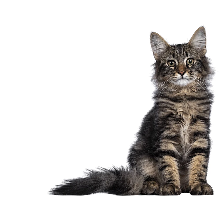Jacqueline Mattes behandelt in Ihrer Tierheilpraxis neben Hunden auch Katzen wie diese Hauskatze.
