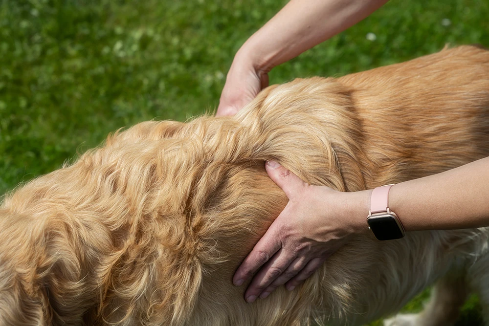 Tierheilpraktikerin Jacqueline Mattes aus Nideggen behandelt einen Hund mit Gelenkproblemen mit der Dorn-Therapie.